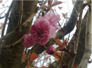 3ª semana de cuaresma