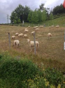 24º domingo del tiempo ordinario