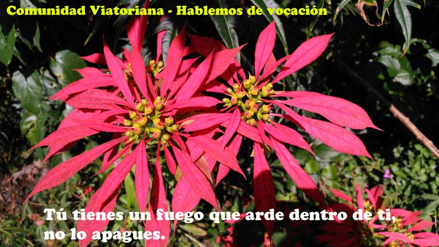 Vocaciones a la Comunidad Viatoriana